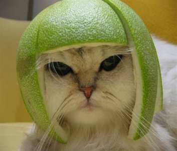 Hockey Cat, angrily wearing her lime hockey helmet